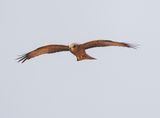 Geelbekwou / Yellow-billed Kite