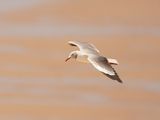 Gryskopmeeu / Grey-headed Gull