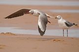 Gryskopmeeu / Grey-headed Gull