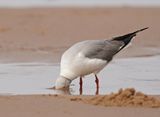 Gryskopmeeu / Grey-headed Gull