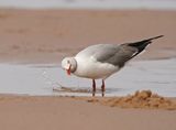 Gryskopmeeu / Grey-headed Gull