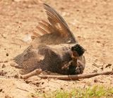 Kuifkoptarentaal / Crested Guineafowl