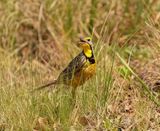 Geelkeelkalkoentjie / Yellow-throated Longclaw