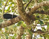 Bloukuifloerie / Purple-crested Turaco
