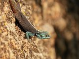 Suidelike Klip-koggelmander / Southern Rock Agama
