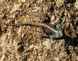 Suidelike Klip-koggelmander / Southern Rock Agama