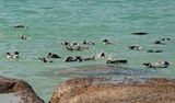 Brilpikkewyn / African Penguin