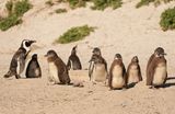 Brilpikkewyn / African Penguin