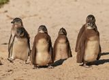 Brilpikkewyn / African Penguin