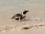 Brilpikkewyn / African Penguin