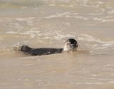 Brilpikkewyn / African Penguin