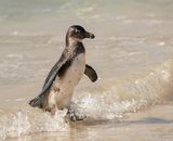 Brilpikkewyn / African Penguin
