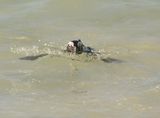 Brilpikkewyn / African Penguin