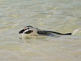 Brilpikkewyn / African Penguin