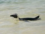 Brilpikkewyn / African Penguin