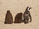 Brilpikkewyn / African Penguin