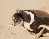 Brilpikkewyn / African Penguin