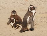 Brilpikkewyn / African Penguin