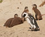 Brilpikkewyn / African Penguin