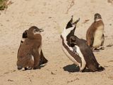 Brilpikkewyn / African Penguin