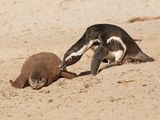 Brilpikkewyn / African Penguin