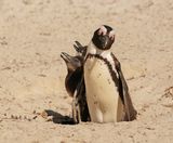 Brilpikkewyn / African Penguin