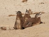 Brilpikkewyn / African Penguin
