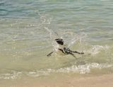 Brilpikkewyn / African Penguin