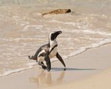 Brilpikkewyn / African Penguin