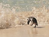 Brilpikkewyn / African Penguin