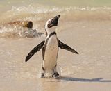Brilpikkewyn / African Penguin