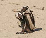 Brilpikkewyn / African Penguin