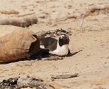 Brilpikkewyn / African Penguin