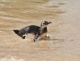 Brilpikkewyn / African Penguin