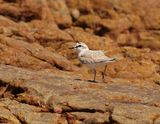 Vaalstrandkiewiet / White-fronted Plover