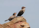 Kuifkopduiker / Crowned Cormorant