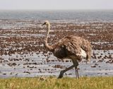 Volstruis / Common Ostrich