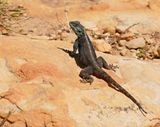 Suidelike Klip-koggelmander / Southern Rock Agama