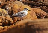 Rooiborssterretjie / Roseate Tern