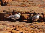 Geelbeksterretjie / Swift Tern