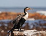 Witborsduiker / White-breasted Cormorant
