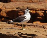 Kelpmeeu / Kelp Gull
