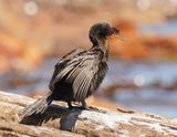 Kuifkopduiker / Crowned Cormorant