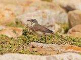 Gewone Kwikkie / Cape Wagtail