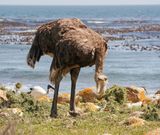 Volstruis / Common Ostrich