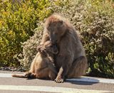 Kaapse bobbejaan / Cape Baboon