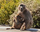 Kaapse bobbejaan / Cape Baboon