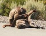 Kaapse bobbejaan / Cape Baboon