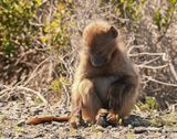 Kaapse bobbejaan / Cape Baboon