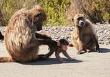 Kaapse bobbejaan / Cape Baboon